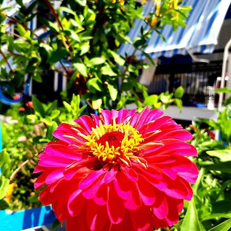 Hotel Zante Dahlia Laganas Exteriér fotografie