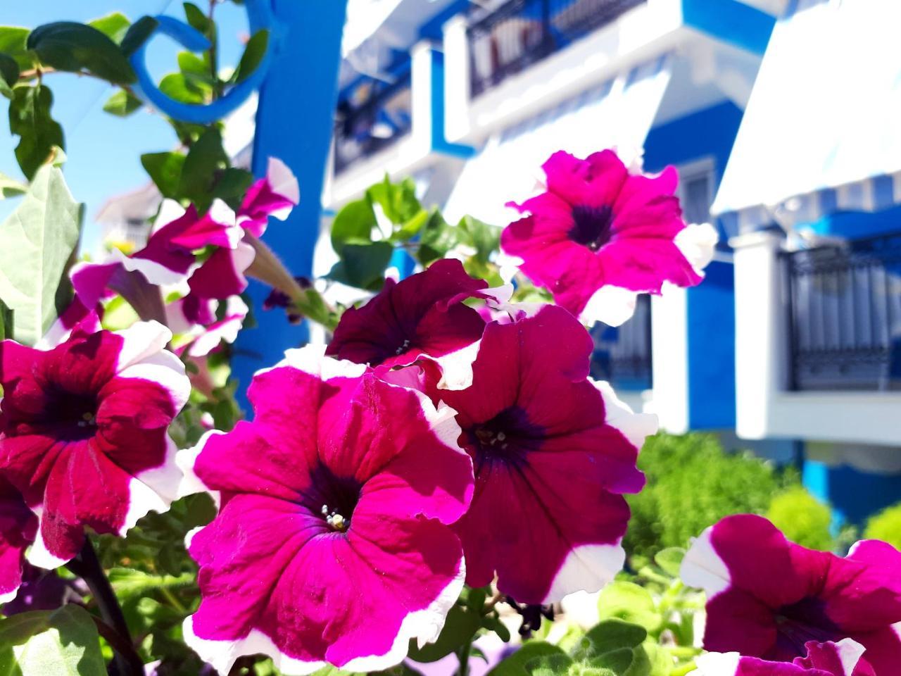 Hotel Zante Dahlia Laganas Exteriér fotografie