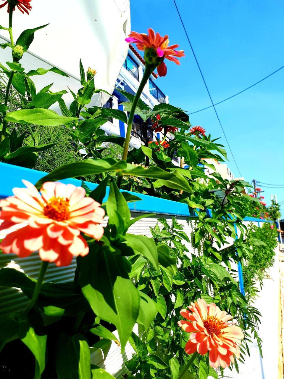 Hotel Zante Dahlia Laganas Exteriér fotografie