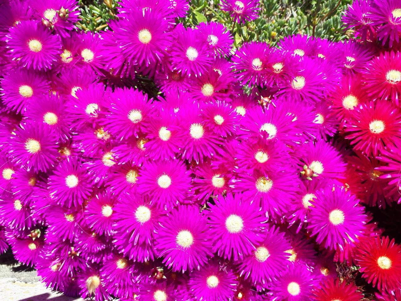 Hotel Zante Dahlia Laganas Exteriér fotografie